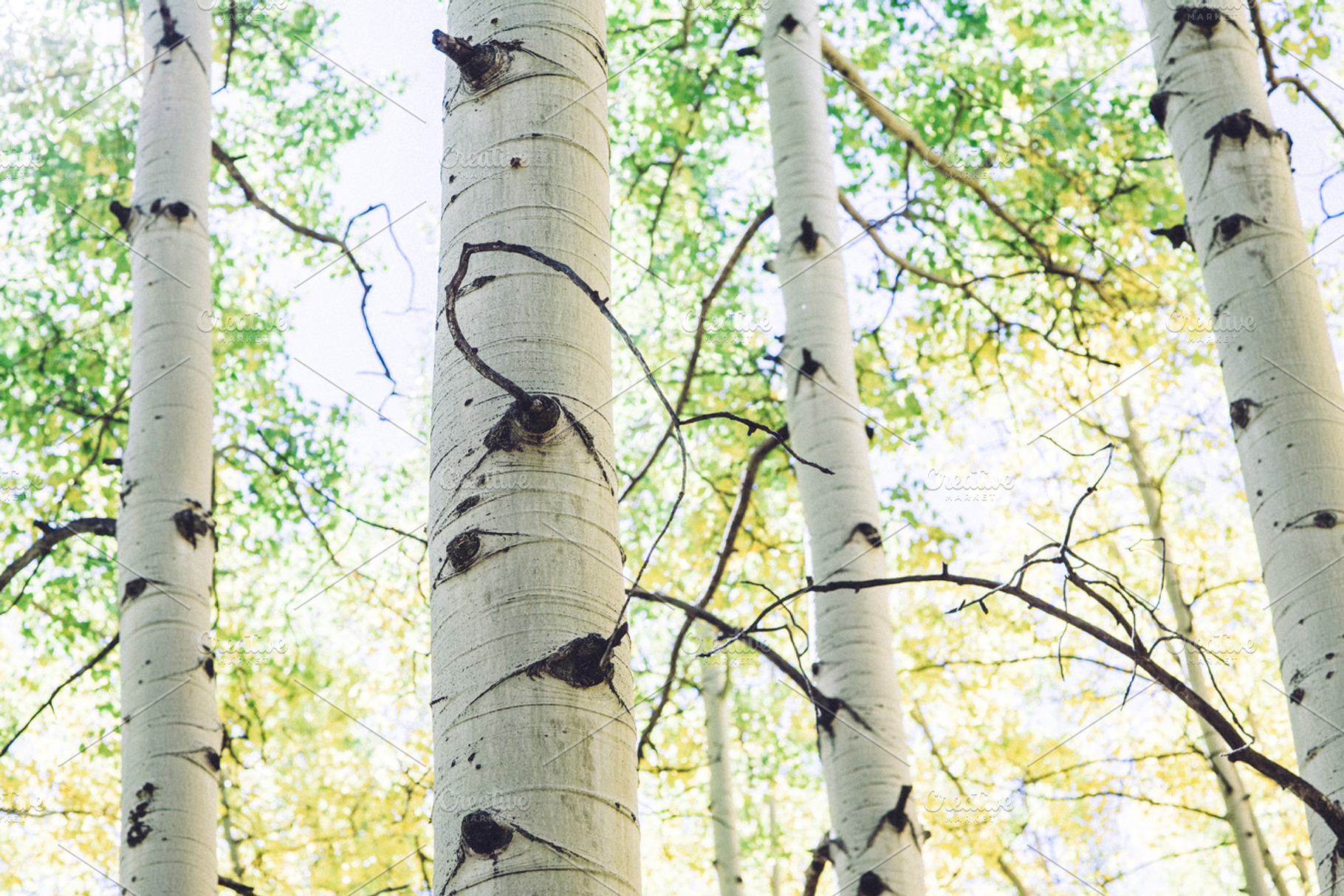 Aspen Trees, a Nature Photo by Stephanie Mikuls
