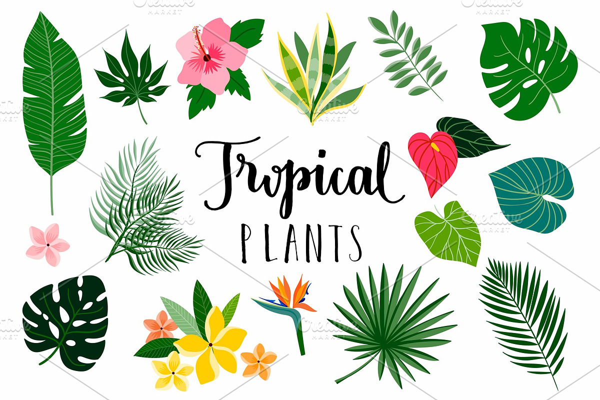 Tropical plants collection, a Decorative Illustration by Letto studio (Photo 3 of 4)