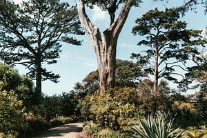 Garden path with tall pine trees, a Nature Photo by SkyNext