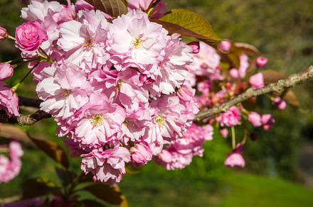 Japanese cherry blossom in spring. Macro view, a Nature Photo by GoodGoods