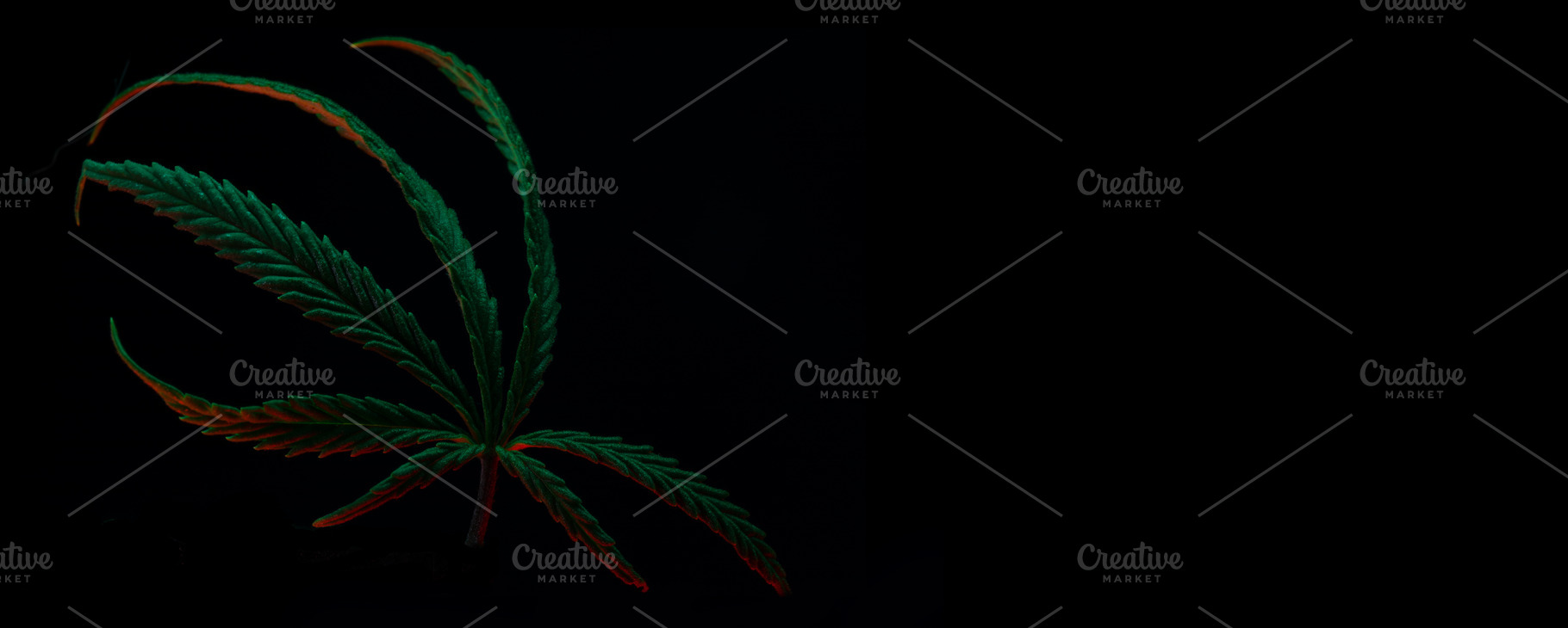 Single cannabis leaf with vibrant colors isolated on a dark back, a Health & Medical Photo by Ales Munt