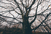 Haunted Halloween Forest Pack 1, a Holiday Photo by Atmospheric visuals (Thumbnail 2 of 6)