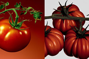 55 Aesthetic Tomatoes Stock Photos, a Food & Drink Photo by Incomelion (Thumbnail 5 of 13)