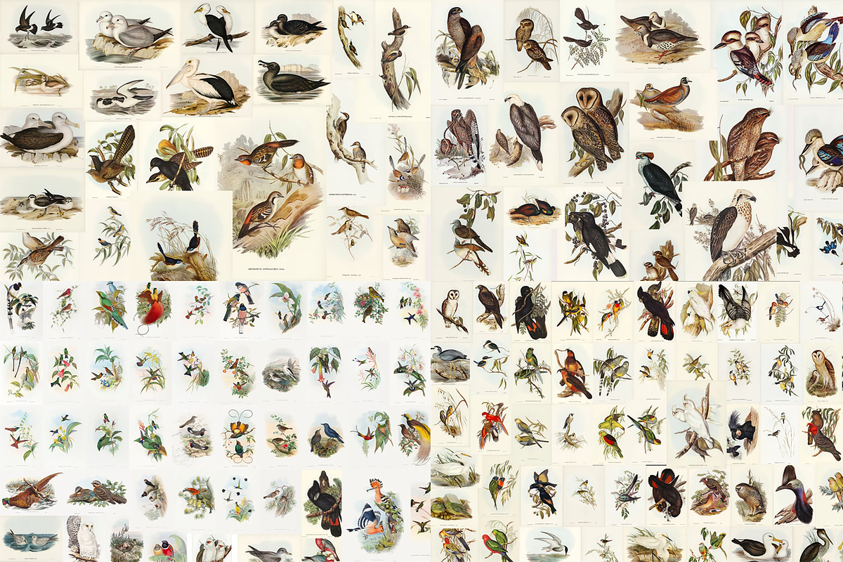 300+ The Birds of Australia, an Animal Illustration by Digital Museum (Photo 6 of 15)