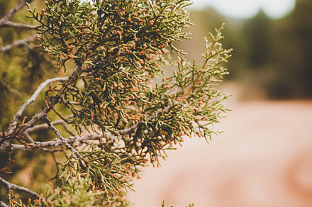 Juniper Closeup