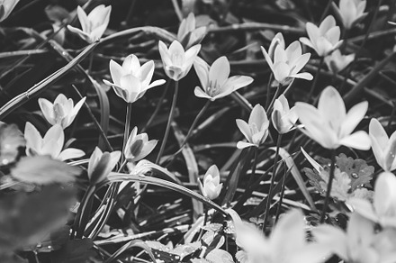 Beautiful white flowers containing white, flower, and flowers, a Nature Photo by Edalin's Store
