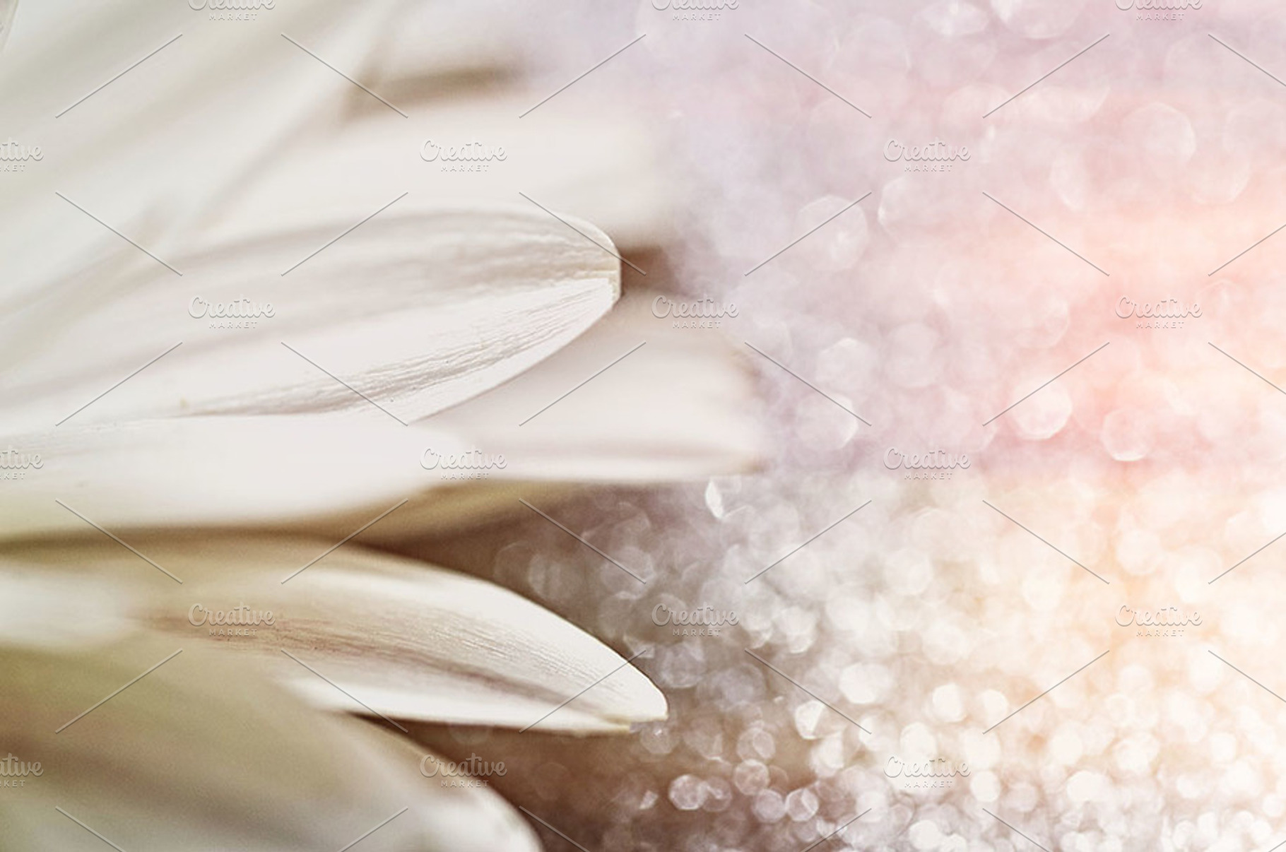 Flower sparkles pink white containing flower, sparkles, and pink, a Holiday Photo by The LUV Stock Photos