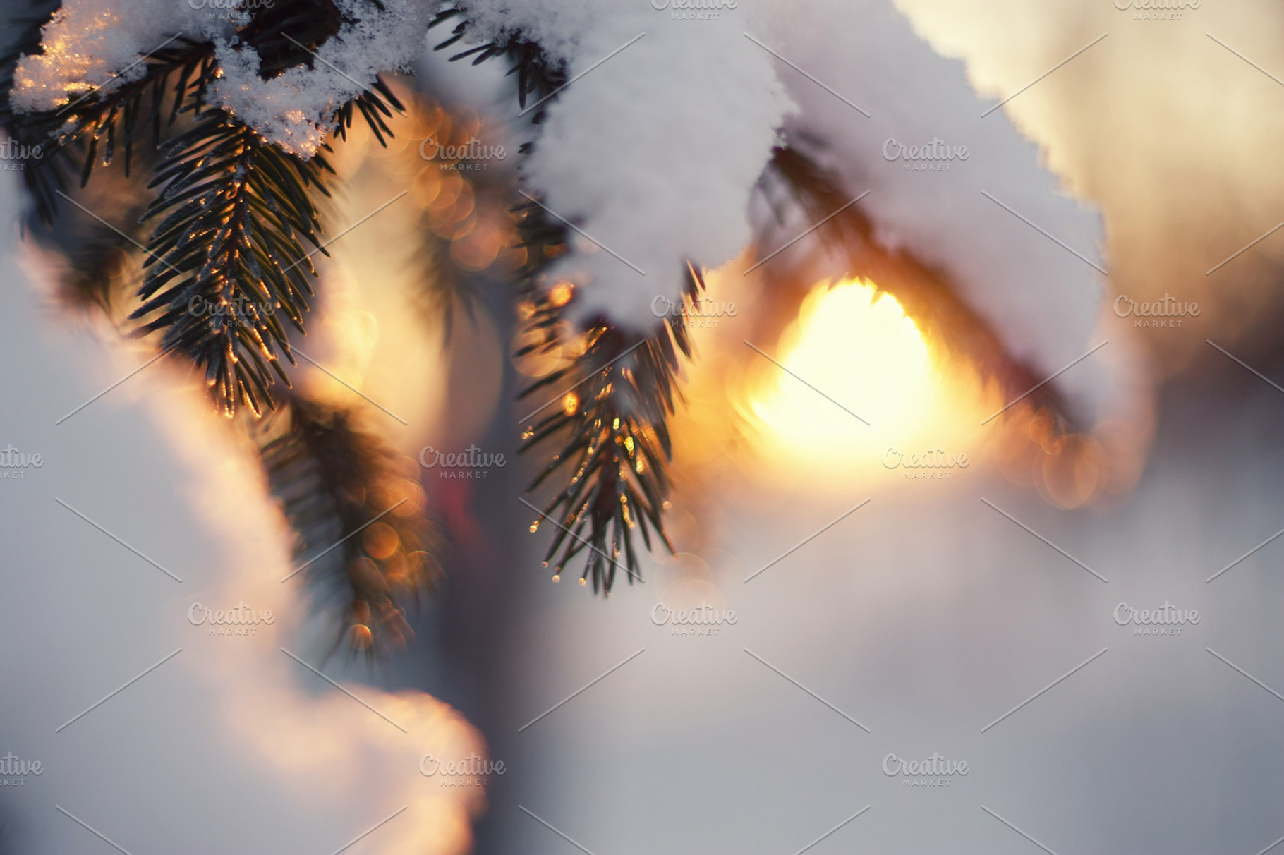 Spruce In Sunset Light