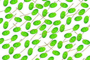 Lilly Pads on White Background, a Background Photo by THP Creative