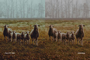 Fuji FP 100C, a Preset Add-On by colorituals (Thumbnail 7 of 9)