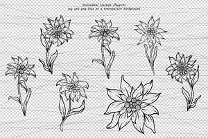 Edelweiss Line Art Clipart