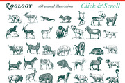 Super Illustration Pack, an Animal Illustration by BlackBird Foundry (Thumbnail 3 of 4)