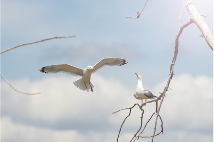 spring courtship of white birds, an Animal Photo by Pakosta