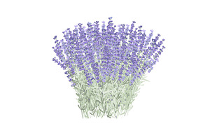 Armful of lavender flowers. Big, an Object Illustration by Toltemara