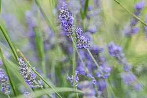 Blue lavender flowers in the summer meadow