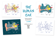 Human ear anatomy, an Education Illustration by Illustrationsforteachers (Thumbnail 2 of 2)