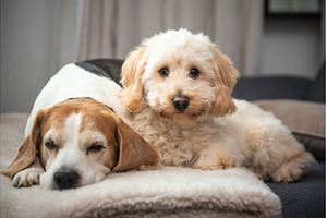 Maltipoo and Beagle Dogs Lying
