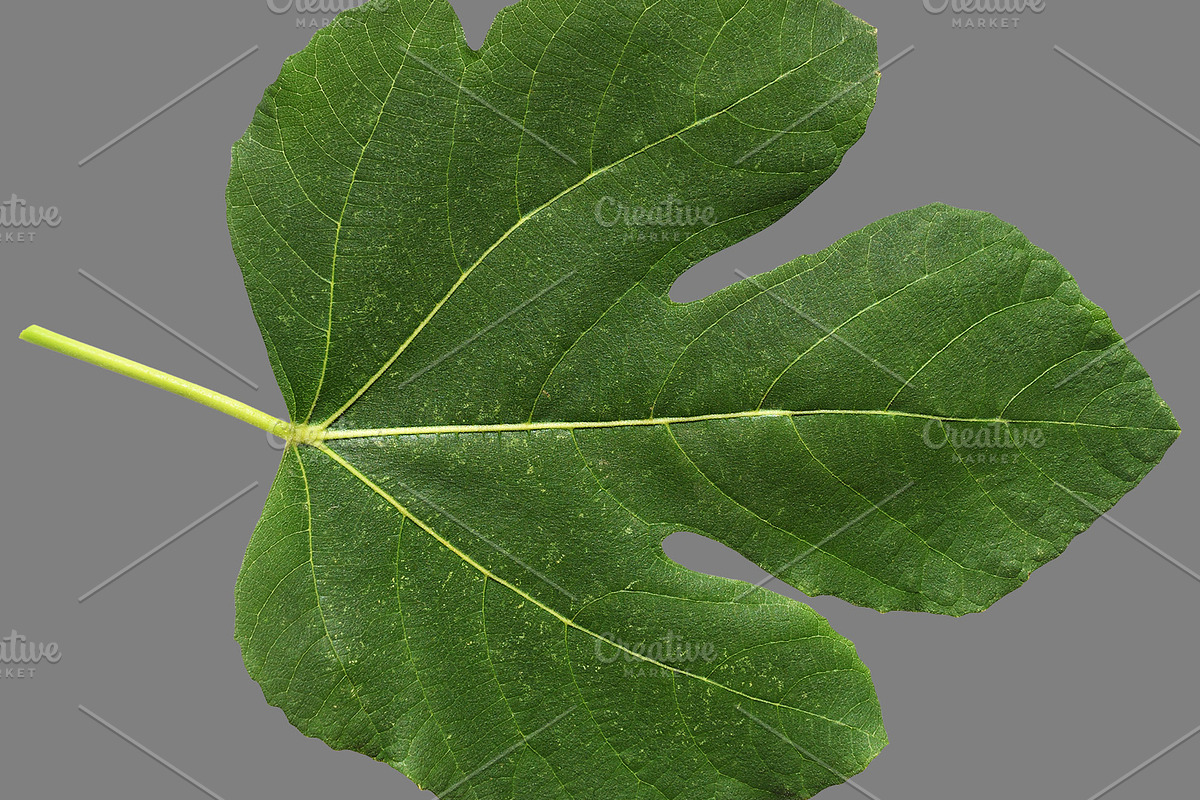 Bundle of isolated green leaves, a Nature Photo by Anatoliy Sadovskiy (Photo 4 of 10)