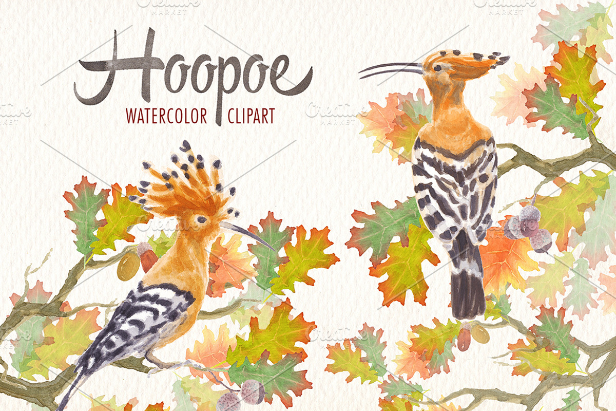 watercolor hoopoe bird clipart, an Illustration by Art & Things (Photo 3 of 5)