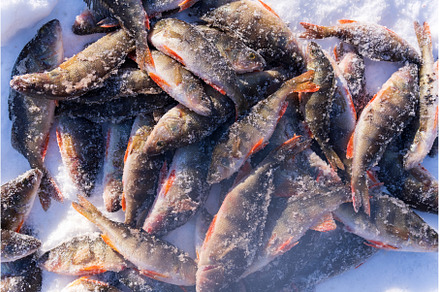 perch fish lying on the snow. winter, an Animal Photo by darksoul72