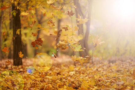 Golden dry maple leaves circling in the air above the ground. Au, a Nature Photo by ndanko