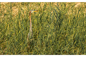 Single grey heron bird standing in, an Animal Photo by Backyard Stock