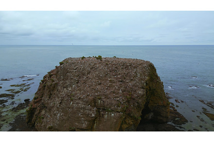 Sea rock with house for seagulls, a Nature Photo by Media Whale Stock