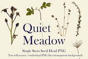 Quiet Meadow — Single Stem Seed Head, an Object Graphic by Aga Silva (Thumbnail 2 of 4)