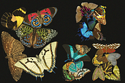 E.A. Séguy HQ Clipart Bundle, an Animal Illustration by Digital Museum (Thumbnail 7 of 10)