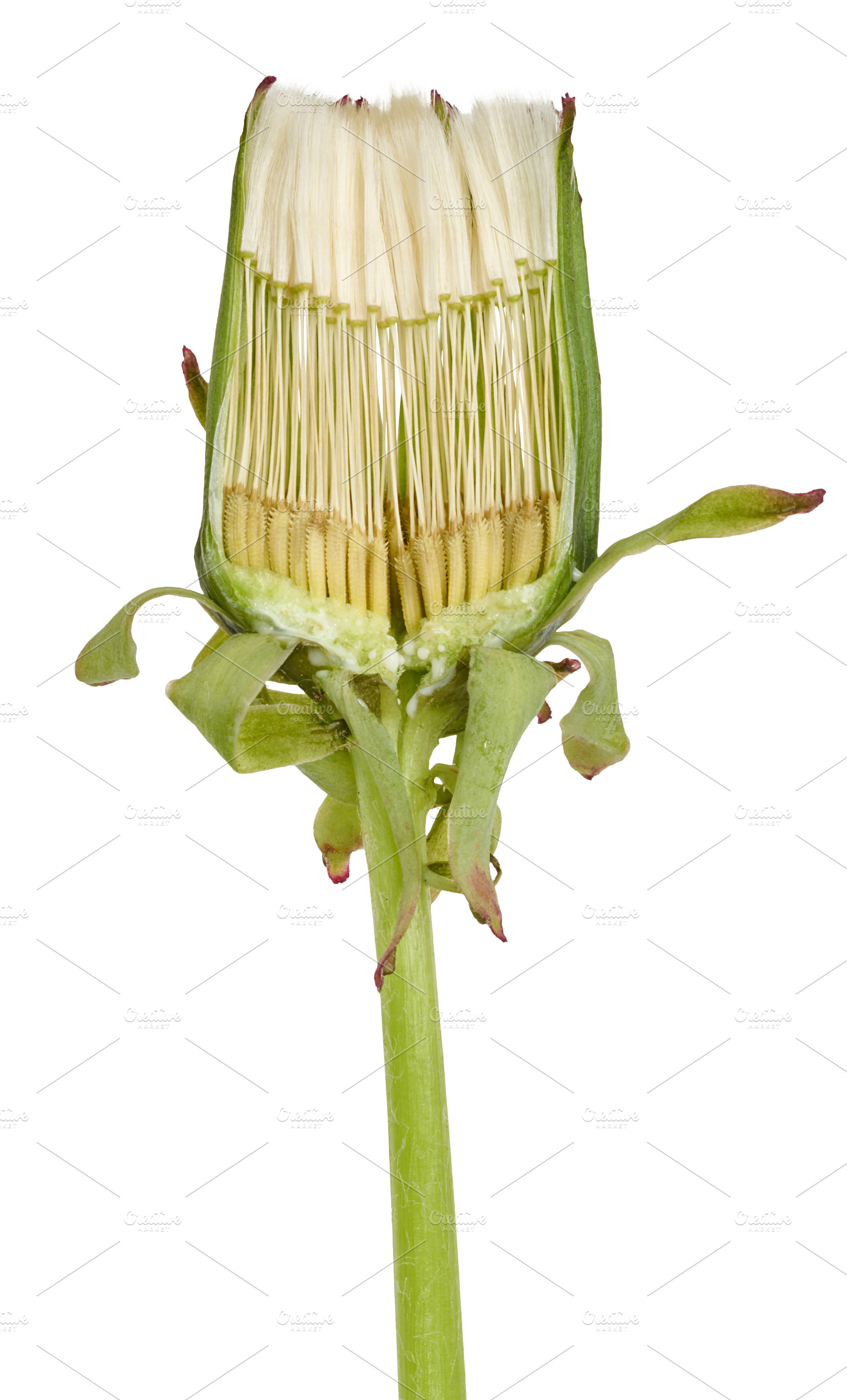 A section of an unopened dandelion bud shows the internal struct, a Nature Photo by ndanko