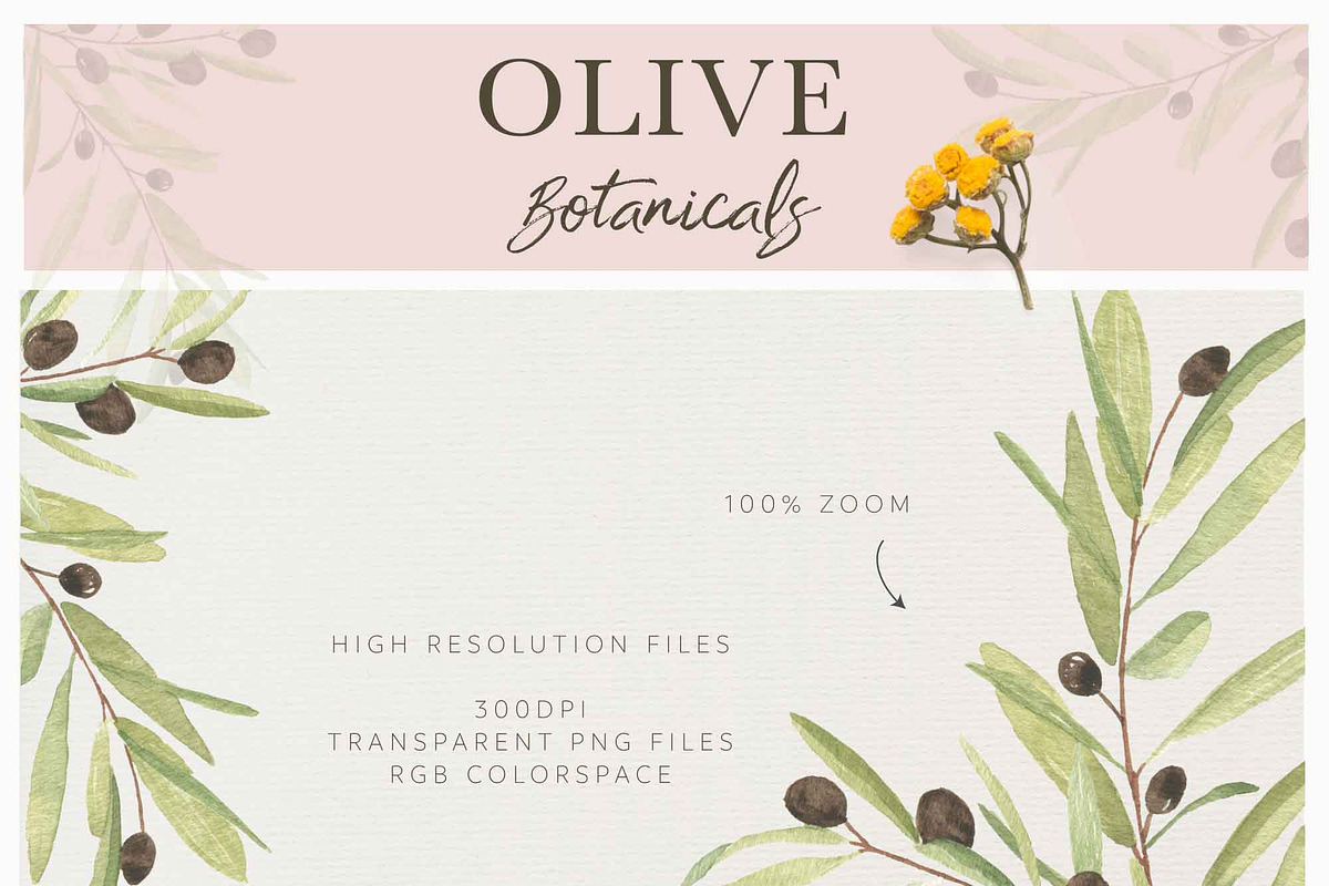 OLIVE BOTANICALS Watercolor & Line, a Work Illustration by Momo Studio (Photo 15 of 15)