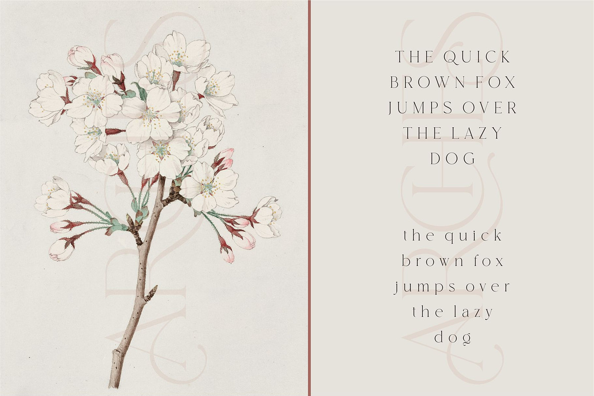 Arches Modern Serif Typeface, a Serif Font by Dylla_studio (Photo 14 of 16)