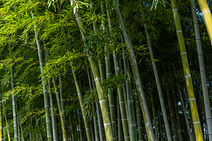 Bamboo forest in Shukkei-en Garden, Hiroshima, Japan, a Nature Photo by GoodGoods