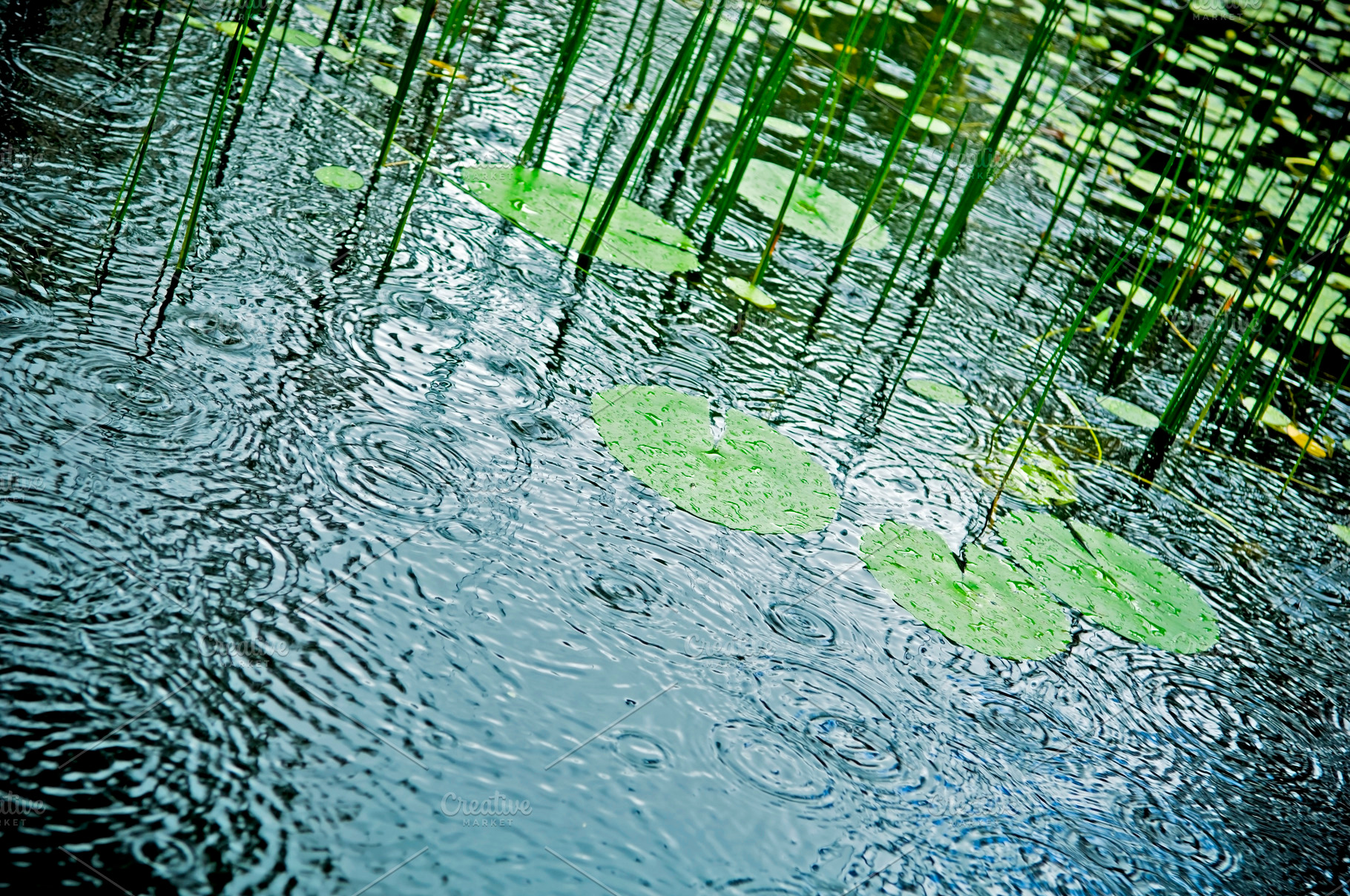 Rain on Pond, a Nature Photo by THP Creative