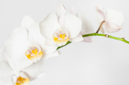Phalaenopsis orchid branch white on a white background, a Nature Photo by TanaCh