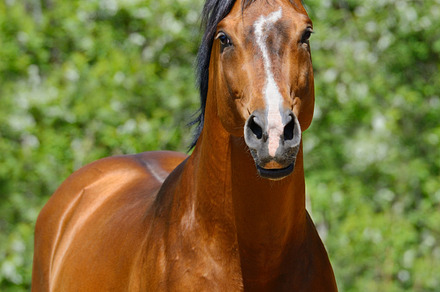 Horse of ukrainian riding breed containing animal, bay, and closeup, an Animal Photo by Horses and Dogs