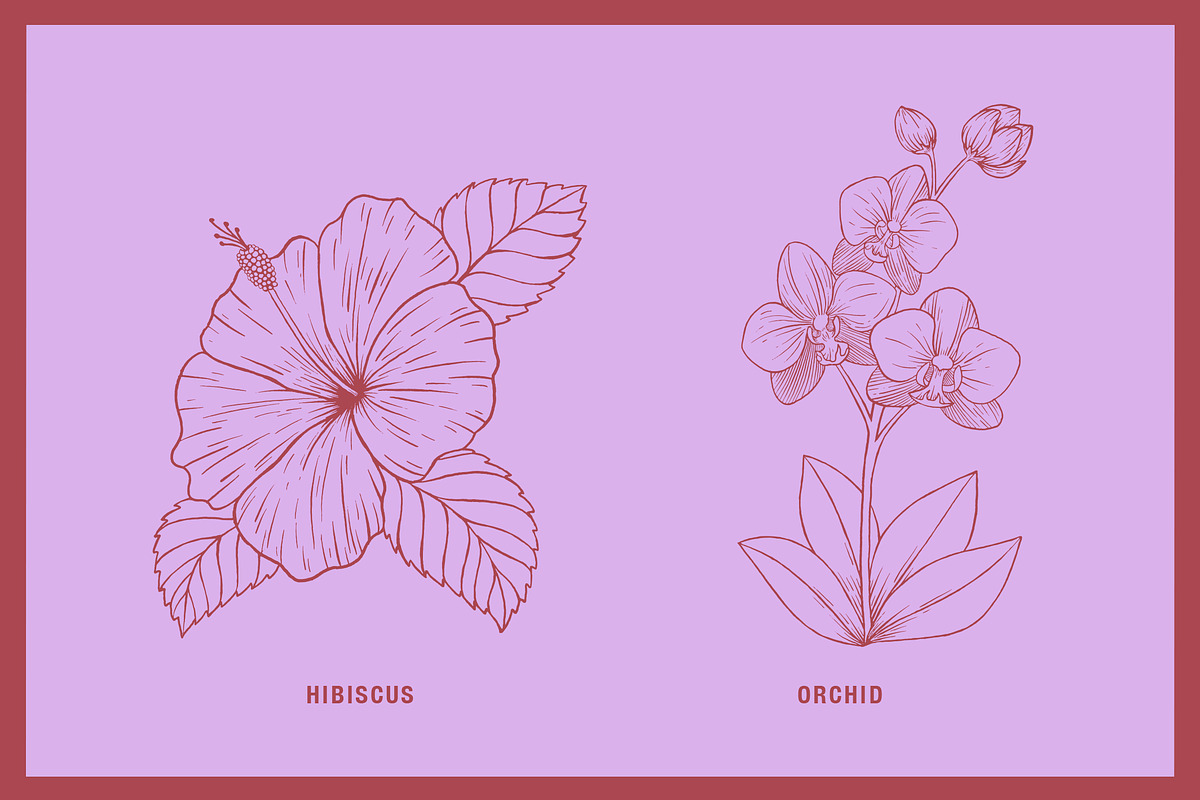 Vintage Tropical Flora Illustrations, an Object Illustration by Jaclyn Caris (Photo 5 of 15)
