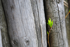 New fresh sprout growing across old wooden logs