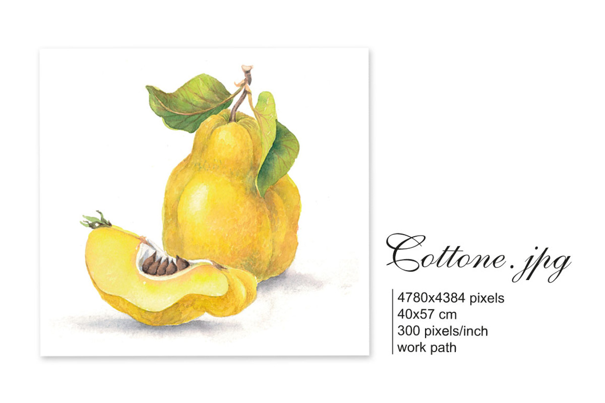Set of 4 watercolor Fruits, an Illustration by Marina.Markizova (Photo 2 of 6)