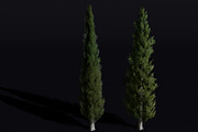 The Cypress Tree, a Plants & Tree 3D Model by FuturePastCreatives (Thumbnail 1 of 4)