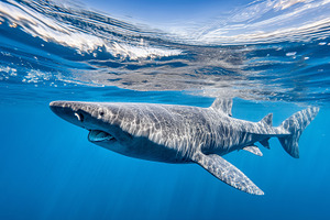 Powerful shark swimming below the, an Animal Photo by MistyDay