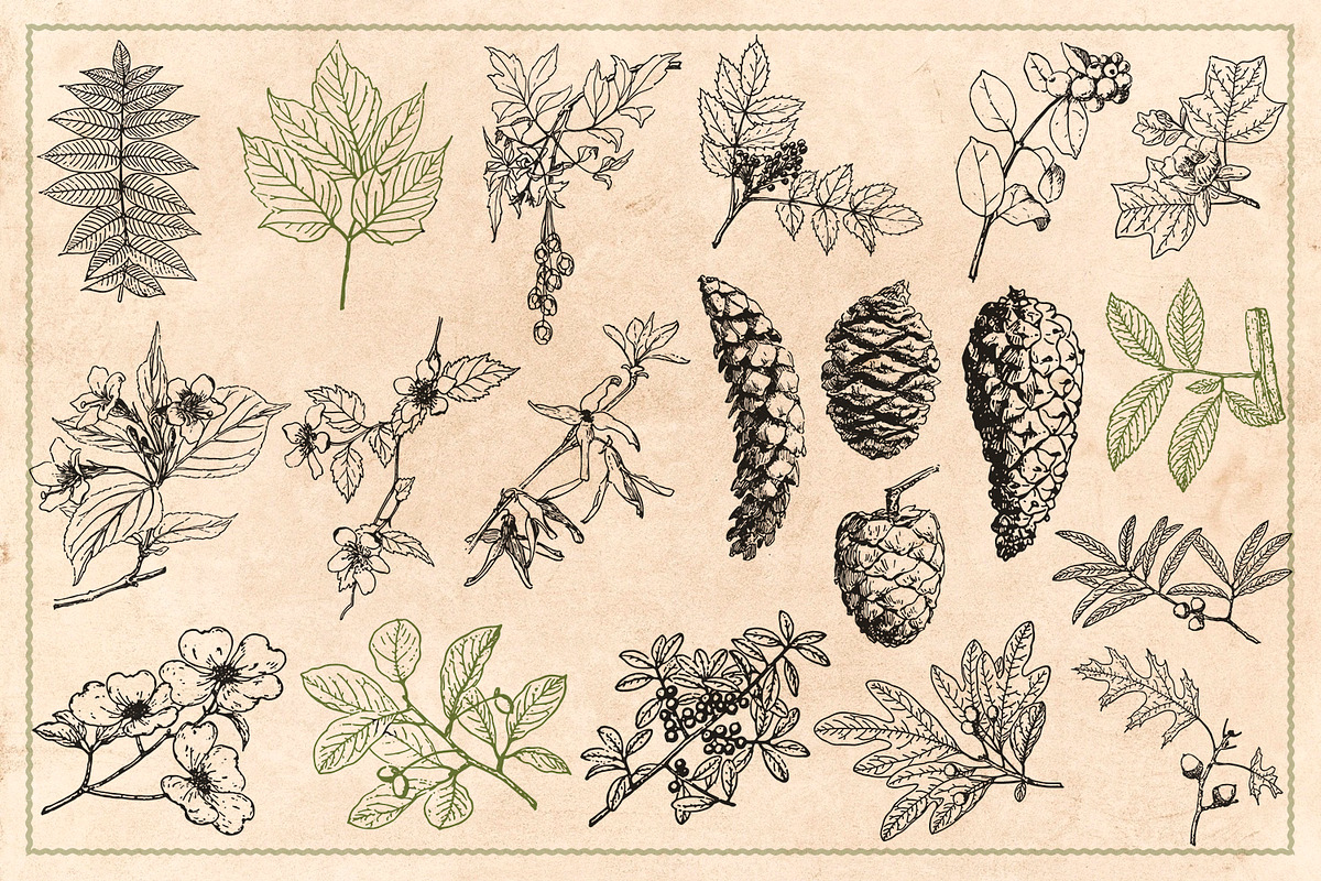 100 Vintage Leaves & Branches 2, an Illustration by Brigantine Designs (Photo 7 of 8)