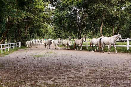 Lipica horse, breed horses, slovenia, europe, an Animal Photo by Bepslabor