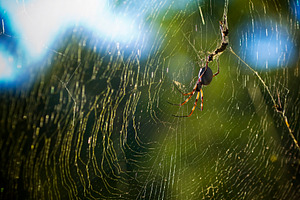 Spider in Web, an Animal Photo by THP Creative