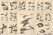 80+ Jacob Klein, Bird Genealogy, an Animal Illustration by Digital Museum (Thumbnail 1 of 10)