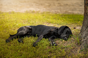black Labrador retriever sitting on, an Animal Photo by AlexBush