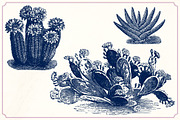 Vintage Cacti and Succulents, an Object Illustration by Mr Vintage (Thumbnail 7 of 11)