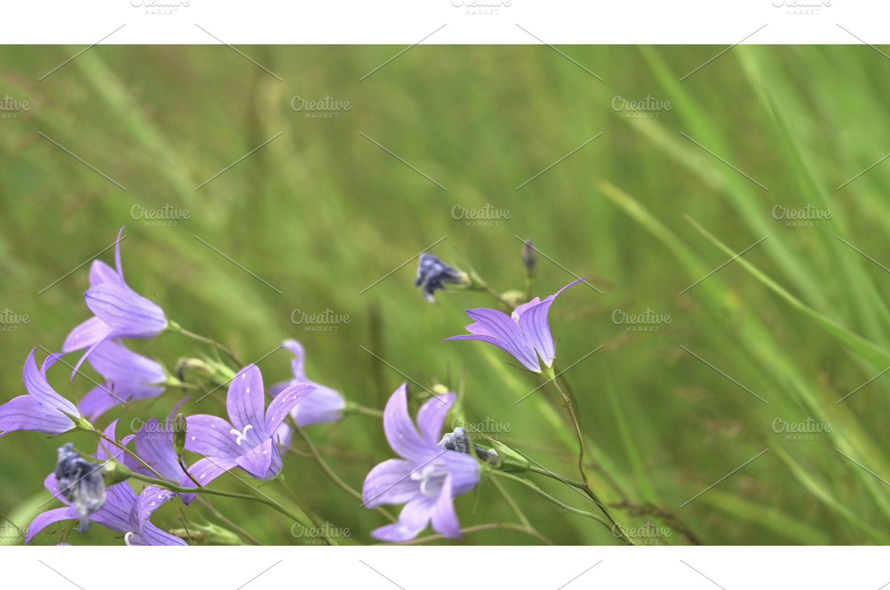 Beautiful little bells. Creative, a Nature Photo by Media Whale Stock