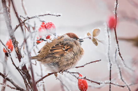 closeup of a House sparrow standing, an Animal Photo by AlexBush