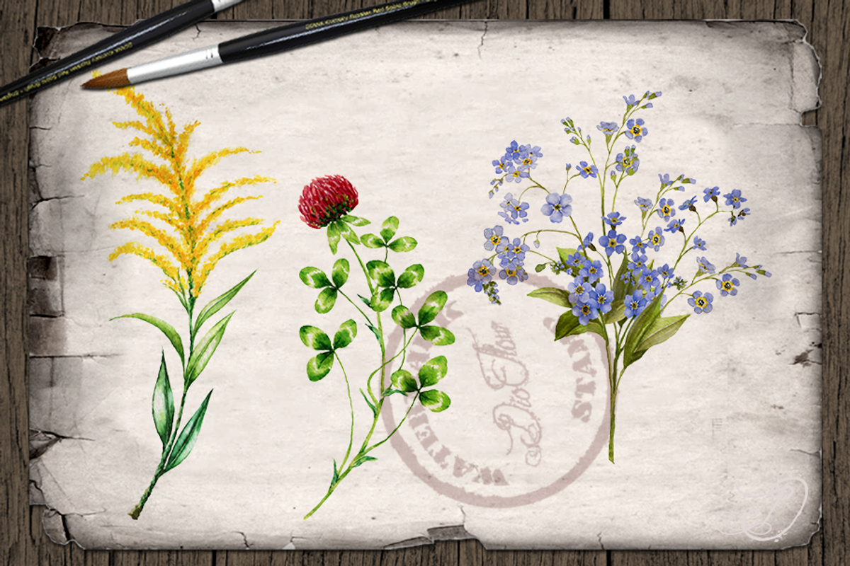 US State Flowers Part 1 Illustration, a Decorative Illustration by DioFlow (Photo 3 of 4)